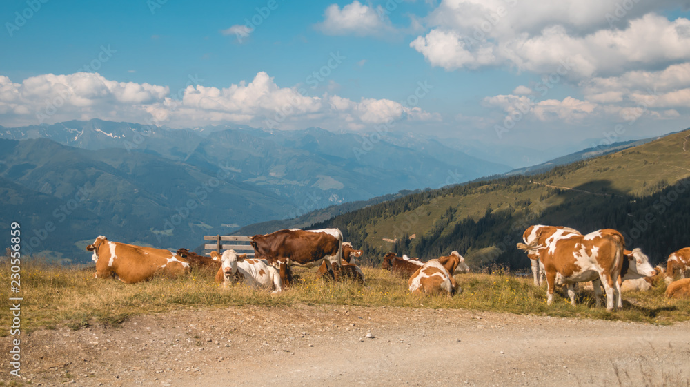 Obraz premium Beautiful alpine view at Zell am See - Zeller See - Salzburg - Austria