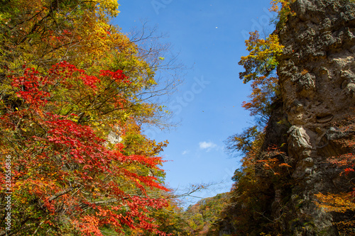 Autumn Leaves of Narukokyou photo