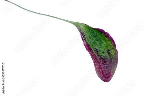 Green leaf of plantain plant isolated on white background.