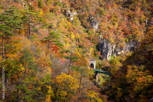 Autumn Leaves in Narukokyou photo