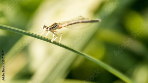 Wallpaper Mural Macro of dragonfly on leaf Torontodigital.ca