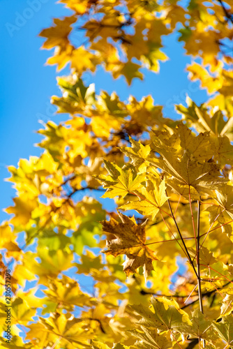 Bright yellow maple leaves lighted up with sun light. Maple leave on autumn season on blue sky background