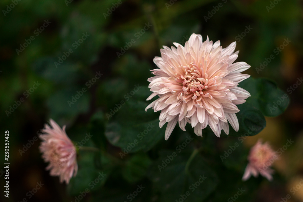 One beautiful pale pink chrysanthemum blooms in the garden, place for text, background