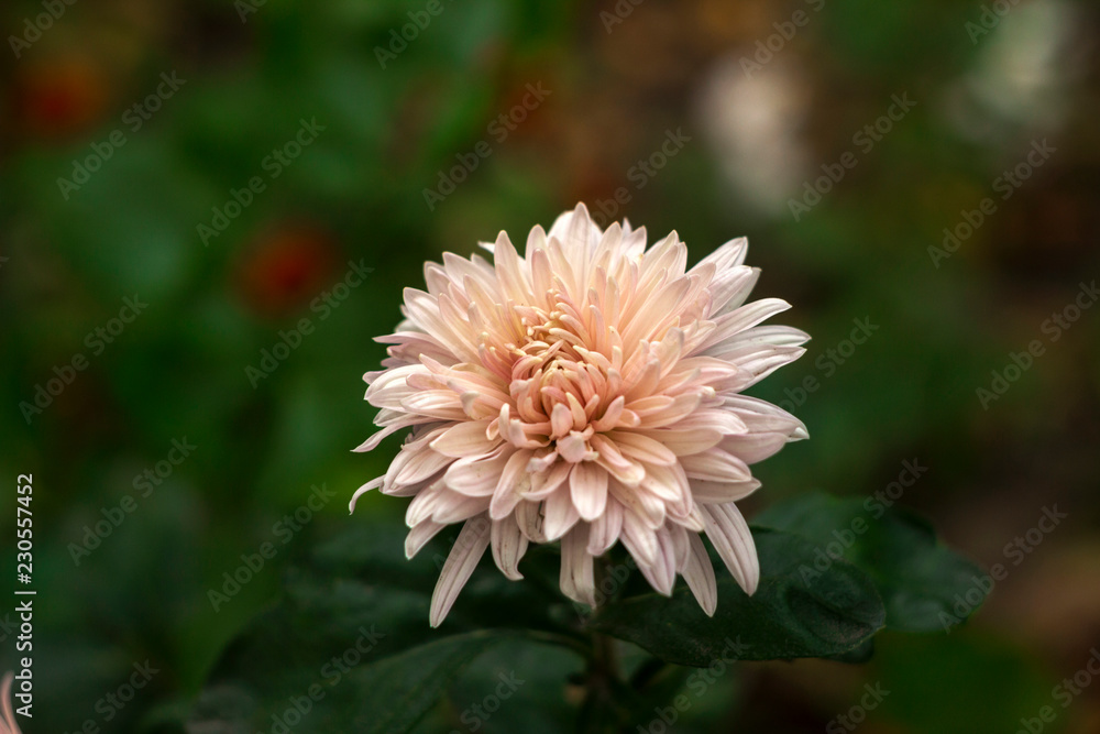One beautiful pale pink chrysanthemum blooms in the garden, place for text, background One beautiful pale pink chrysanthemum blooms in the garden, place for text, background