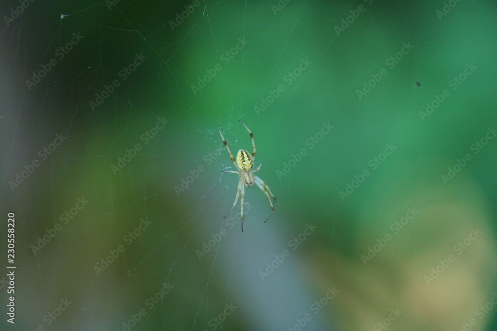 Insect Freedom Insect Freedom