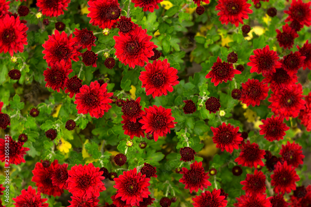 Bush of red chrysanthemums blooms in the garden, bright autumn flowers like chamomile, background Bush of red chrysanthemums blooms in the garden, bright autumn flowers like chamomile, background