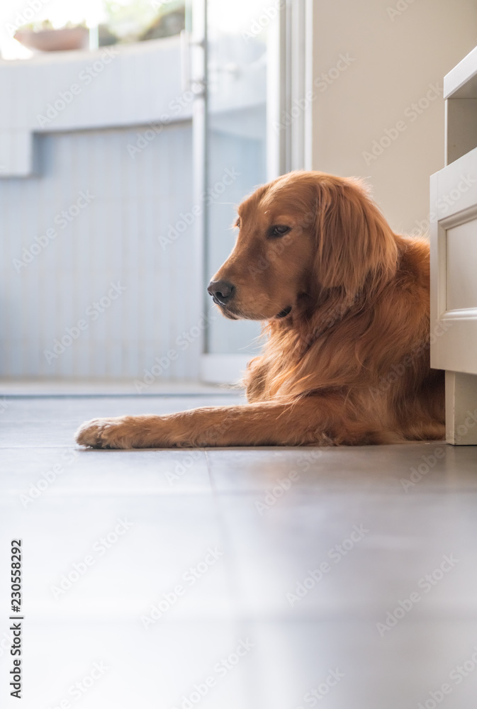 Golden retriever lying on the ground