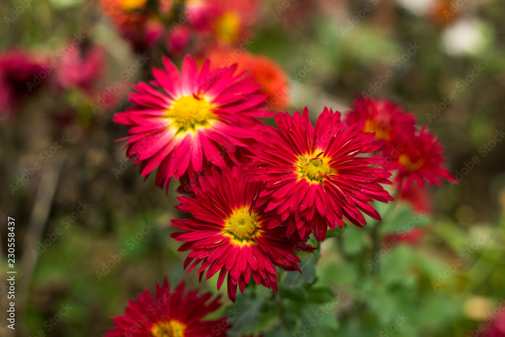Red chrysanthemums with yellow middle of the flower in the garden, bright autumn flowers like chamomile Red chrysanthemums with yellow middle of the flower in the garden, bright autumn flowers like chamomile