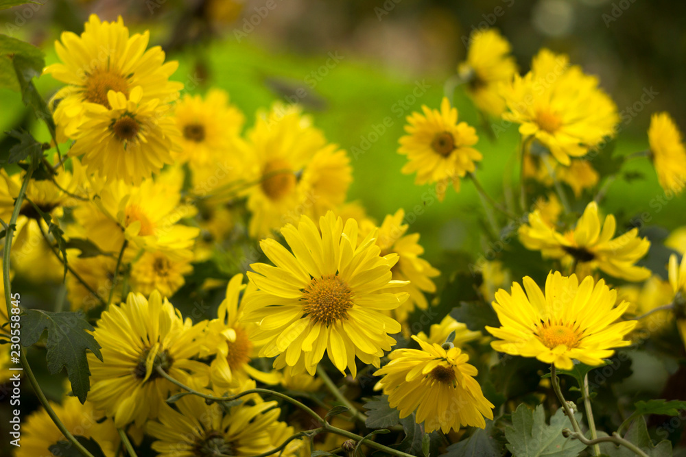 Yellow chrysanthemum - bright autumn flowers like chamomile in the garden background Yellow chrysanthemum - bright autumn flowers like chamomile in the garden background
