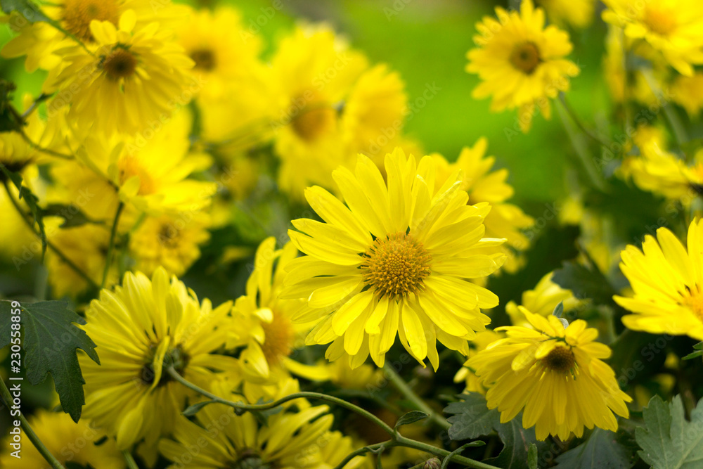 Yellow chrysanthemum - bright autumn flowers like chamomile in the garden background Yellow chrysanthemum - bright autumn flowers like chamomile in the garden background