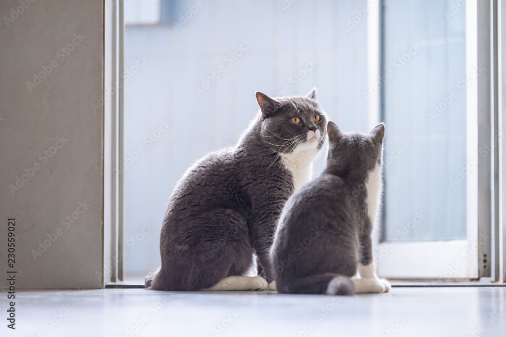 British short hair cat Daddy and Kitten