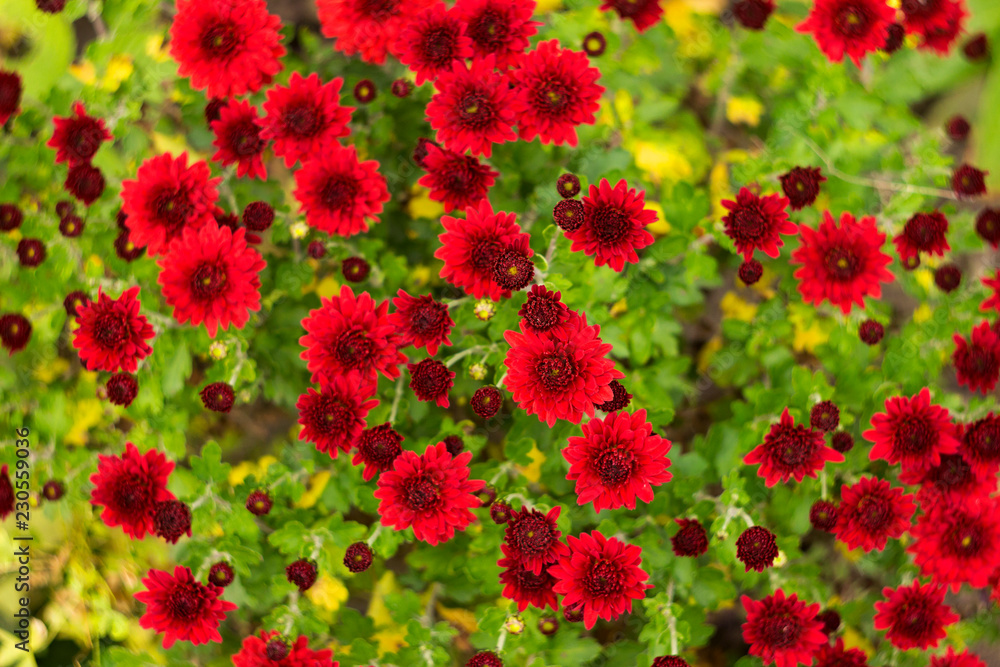 Bush of red chrysanthemums blooms in the garden, bright autumn flowers like chamomile, background