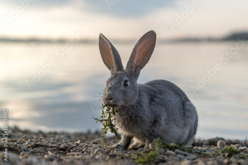 Rabbit has algae on the river bank © tilpich