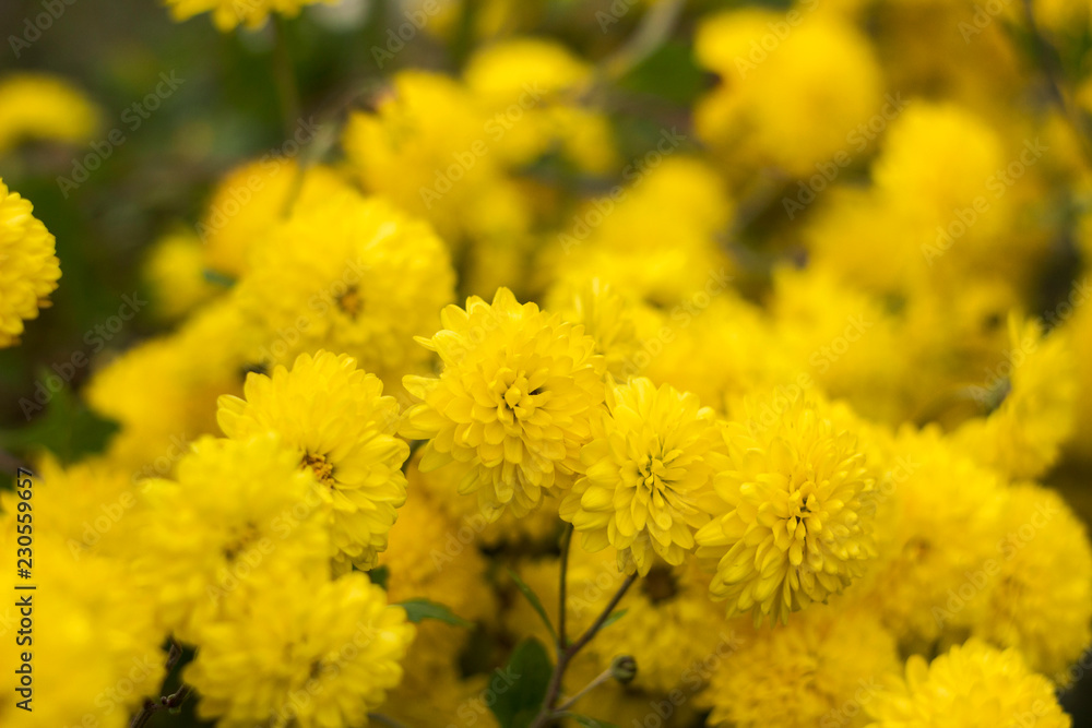 Yellow round chrysanthemum - bright autumn flowers in the garden, background Yellow round chrysanthemum - bright autumn flowers in the garden, background