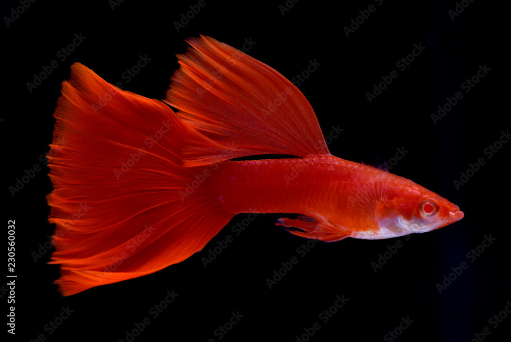 red male guppy fish swimming over isolated black background Stock Photo
