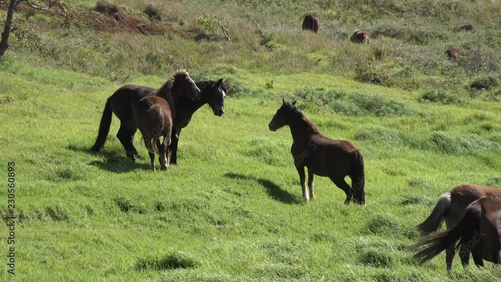 Horses graze in a meadow with lush green grass. Horses graze in a meadow with lush green grass.