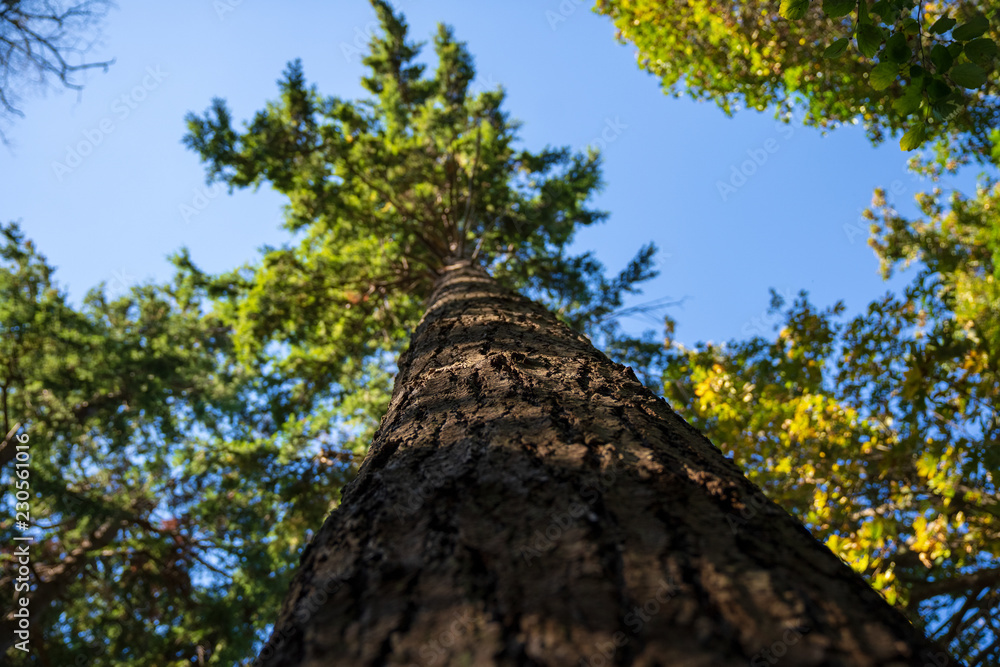 Fototapeta premium Tall tree in forest