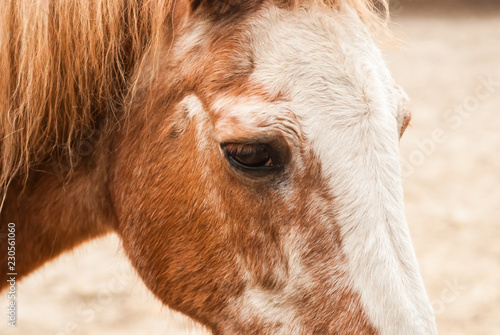 Head of a red horse closeup 