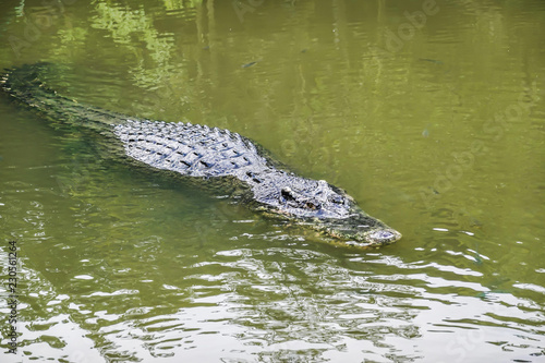 An alligator (crocodile) surfacing in a body of water.