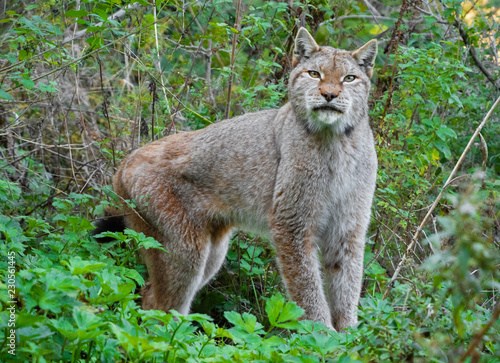 National Park of Abruzzo, Lazio and Molise (Italy) - The autumn in the italian mountain natural reserve, with wild animals, little old towns, the Barrea Lake. Here: the lynx