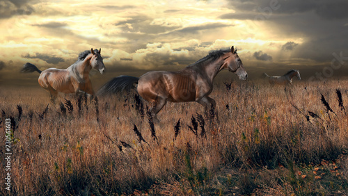 Fototapeta free horses gallop across the steppe