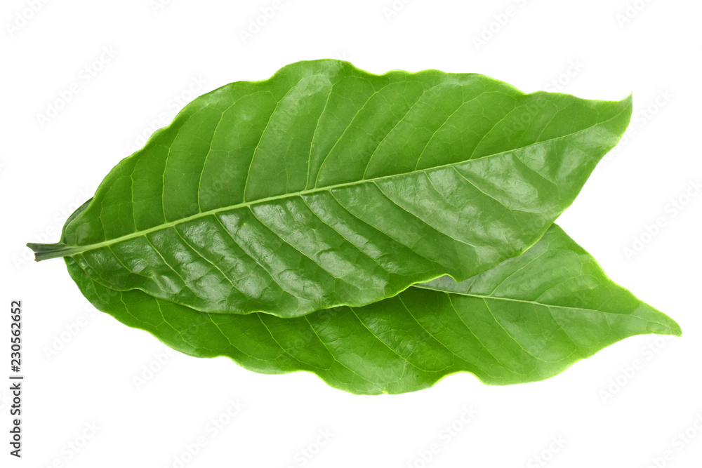 Obraz premium Coffee leaves on white background.
