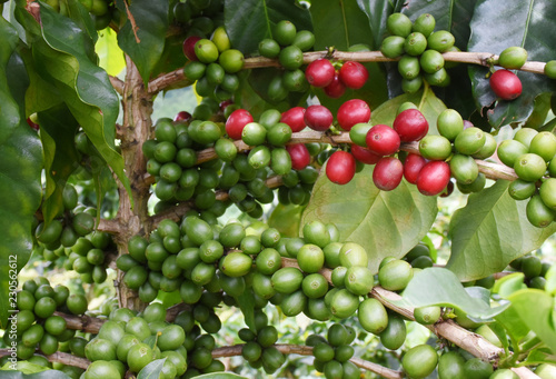 Coffee berry red and green on branch in farm.
