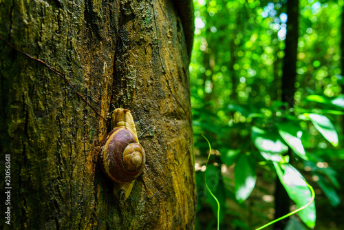 Snail on tree 
