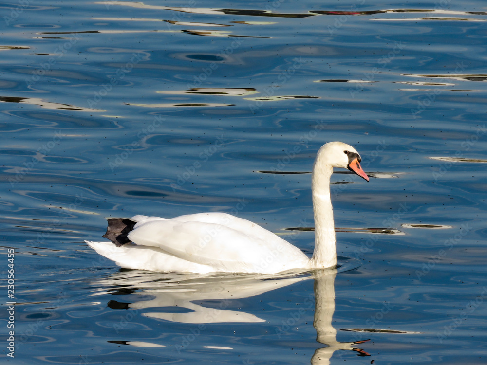 Fototapeta premium Swan in the Sava river, Belgrade.