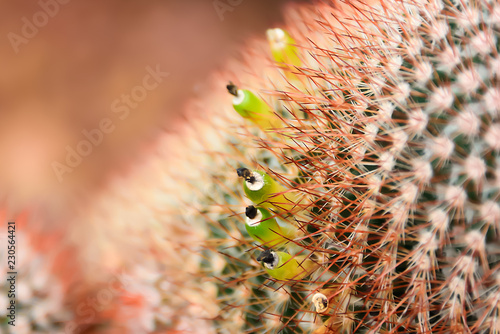 The seeds of the cactus are pollinated. photo