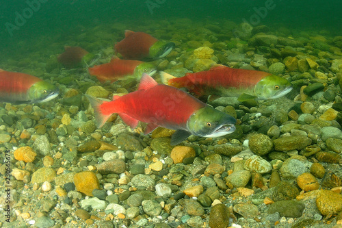 Bild auf Leinwand Sockeye Salmon Spawning in the Adams River