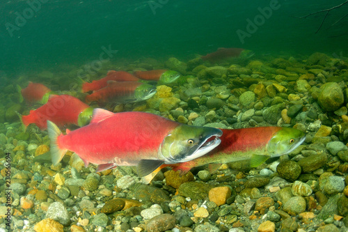 Sockeye Salmon Spawning in the Adams River