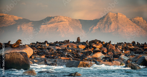 Sunrise at Seal Island. South African (Cape) fur seals (Arctocephalus pusillus pusillus), Colony of cape fur seals. False Bay, Western Cape, South Africa, Africa.