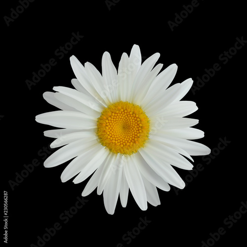Realistic daisy flower isolated on dark background