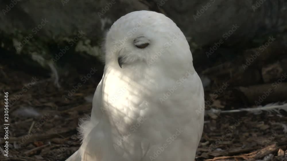 Mysterious White Owl in Super Slow Motion Mysterious White Owl in Super Slow Motion