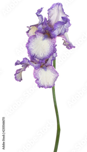 Fototapeta Naklejka Na Ścianę i Meble -  iris flower isolated