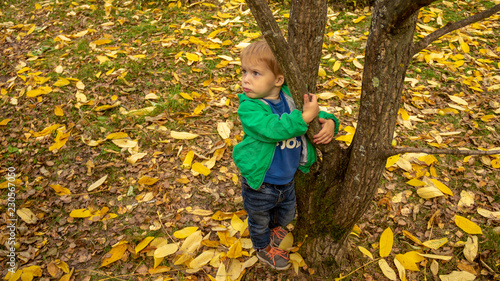 Little boy clung to a tree at the park
