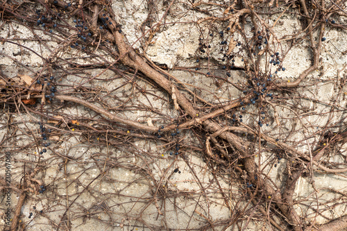 Dried Branches on stone wall Background.