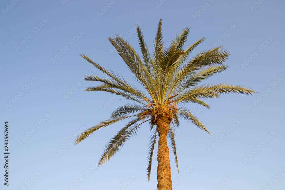 Palm tree with the blue sky on the background Palm tree with the blue sky on the background