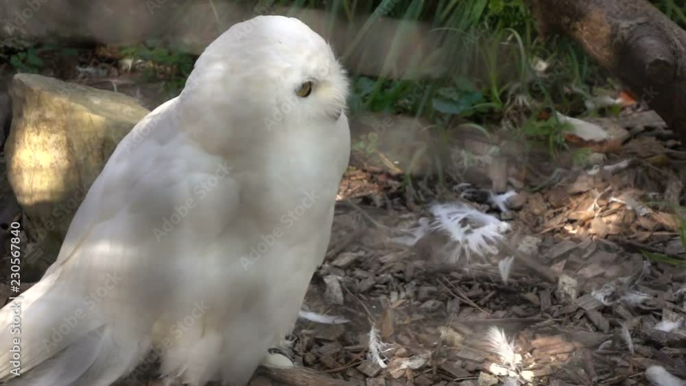 Mysterious white owl in super slow motion Mysterious white owl in super slow motion