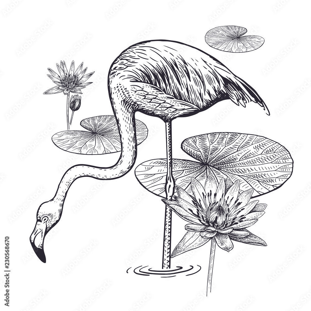 Realistic hand drawing of flamingos and water lily isolated on white  background. Stock Vector | Adobe Stock
