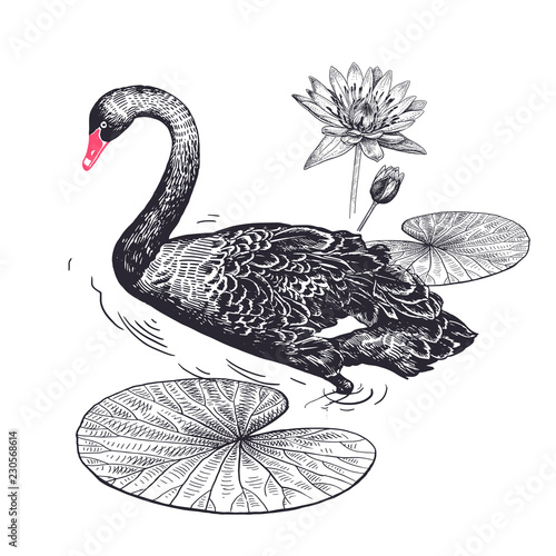 Realistic hand drawing of Swan and water lily isolated on white background.