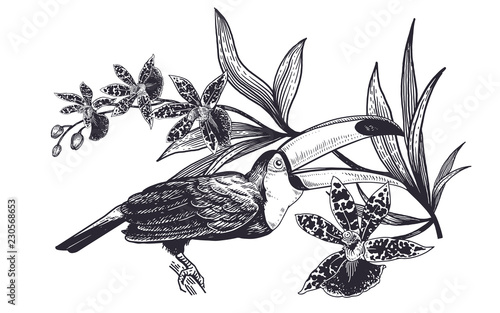Realistic hand drawing of toucan and beautiful Orchid isolated on white background.