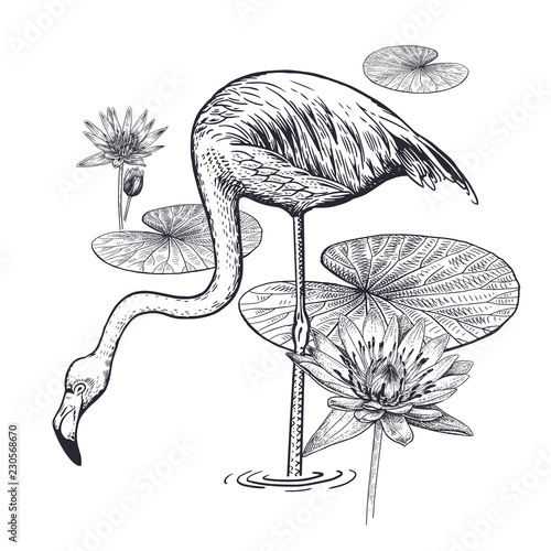 Realistic hand drawing of flamingos and water lily isolated on white background.