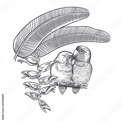 Realistic hand drawing of parrots lovebirds and branch tree isolated on white background.