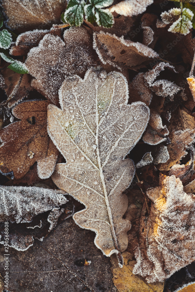 Beautiful fallen leaves covered with frost