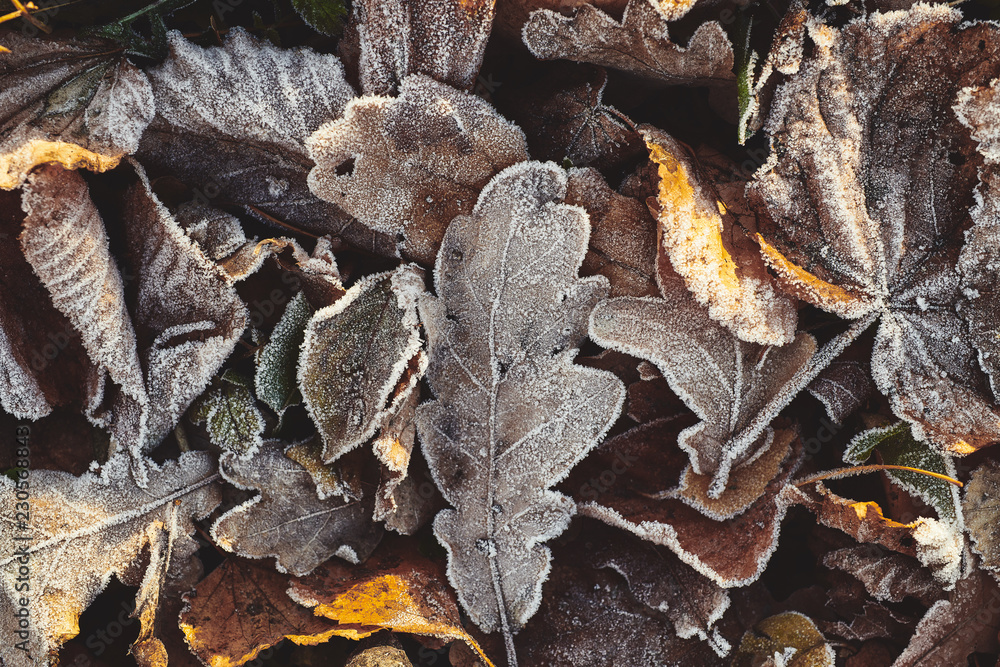 Beautiful fallen leaves covered with frost Beautiful fallen leaves covered with frost