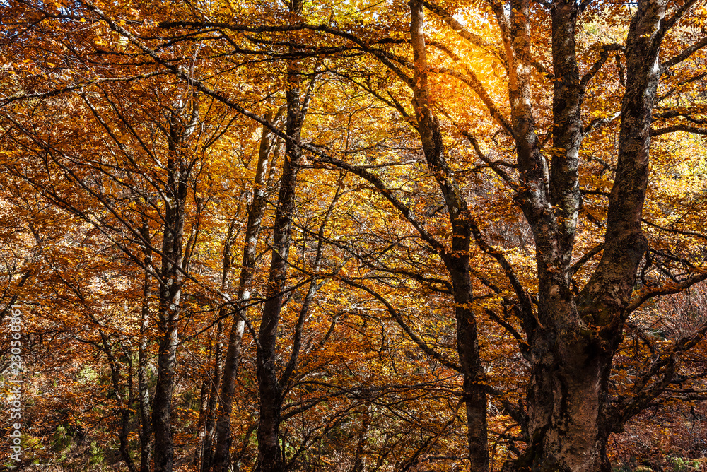 Beech forest in Autumn time a sunny day Beech forest in Autumn time a sunny day