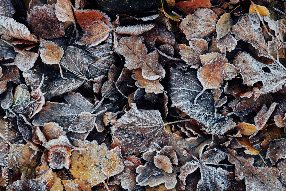 Beautiful fallen leaves covered with frost Beautiful fallen leaves covered with frost