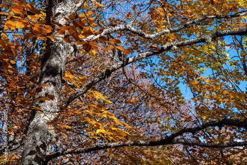 Beautiful autumn beech forest a sunny day photo